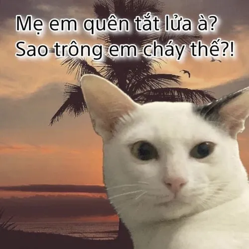 Hình troll mèo đen biểu cảm như vừa tính kế xong.