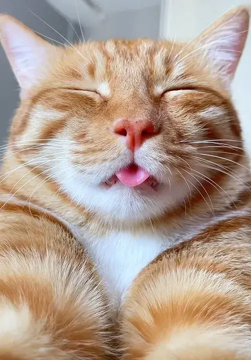 Mèo troll và biểu cảm “bẩn bựa” khuấy đảo TikTok