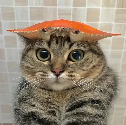 Hình troll mèo bựa với hậu cảnh cực độc lạ