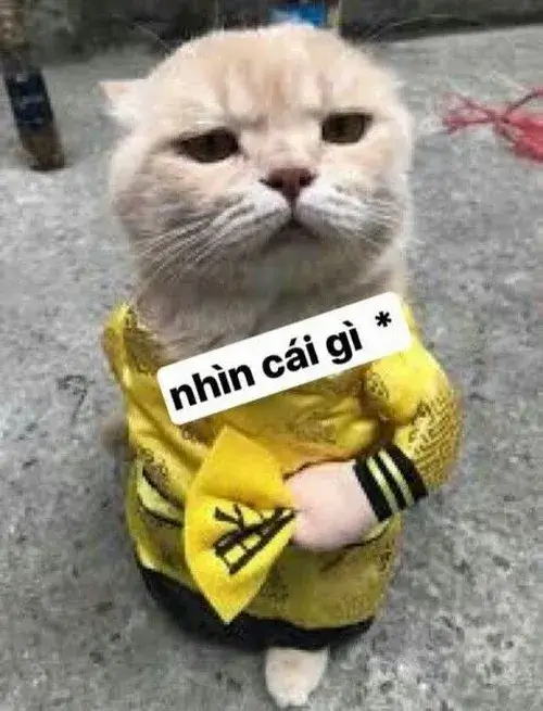 Ảnh chế mèo bựa thể hiện gương mặt cà khịa đỉnh cao