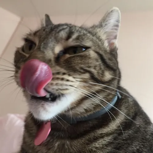 Ảnh chế mèo thè lưỡi lan khắp TikTok gây sốt