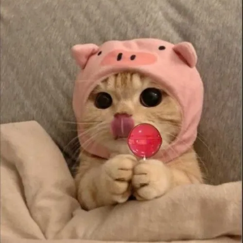 Ảnh chế mèo lè lưỡi lan tỏa năng lượng tích cực