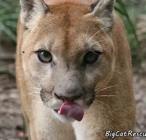 Ảnh chế mèo lớn liếm mép như đang suy tư