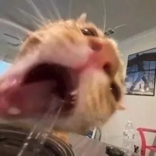 Meme mèo lè môi troll vui khiến dân mạng cười