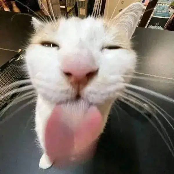 Meme chế boss mèo liếm môi gợi cảm xúc chân thực