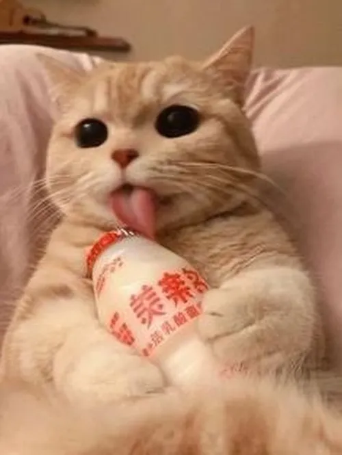 Meme hài mèo lè lưỡi lơ ngơ đáng yêu