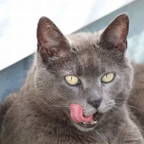 Bộ sưu tập meme mèo lè lưỡi khiến mạng xã hội bùng nổ