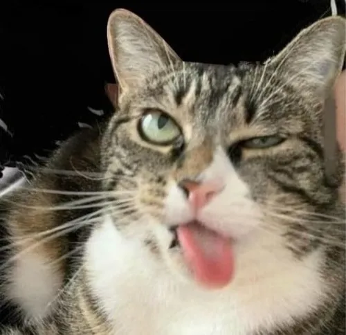 Hình chế mèo lè lưỡi mô tả cảm xúc thèm ăn