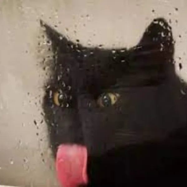 Meme chế boss mèo liếm mép tạo vibe ngộ nghĩnh