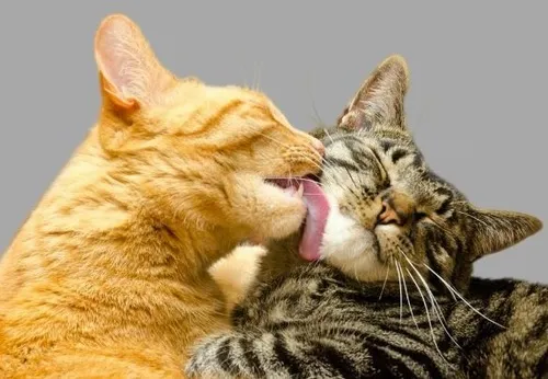 Ảnh chế mèo liếm mép gợi ý tâm trạng vui tươi