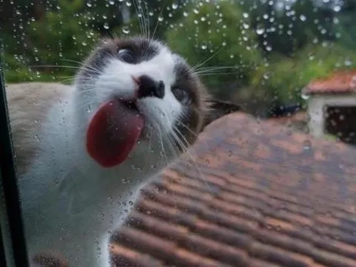 Meme chế mèo lè môi nhìn crush đáng yêu cực