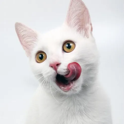 Meme chế mèo lè lưỡi nhìn đồ ăn ngon cực vui