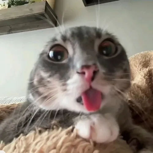 Ảnh hài mèo liếm môi trông ngại ngùng cực độ