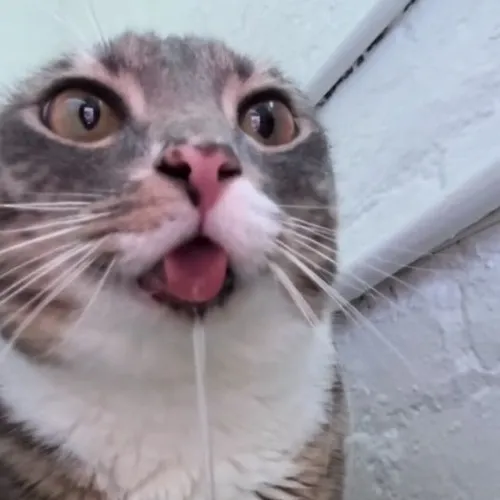 Meme hài mèo liếm môi biểu cảm “thèm trà sữa”