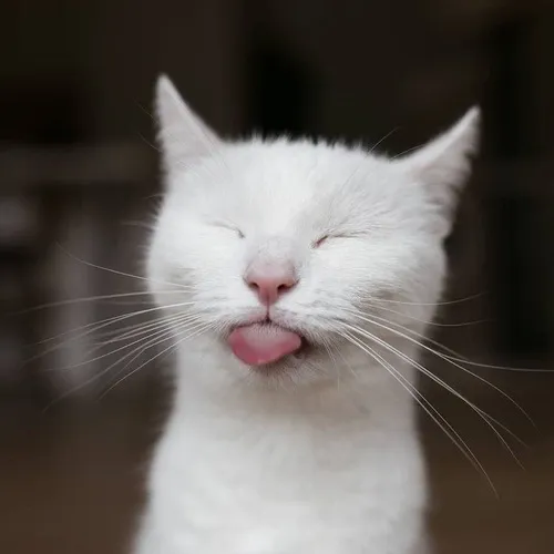 Hình troll mèo lè lưỡi kiểu “mệt ghê á”