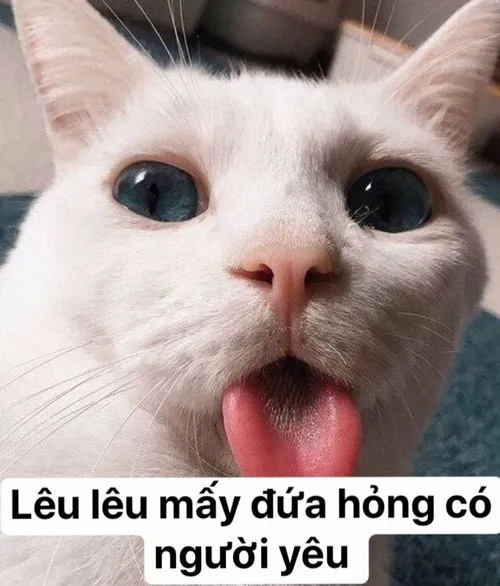 Bộ ảnh meme mèo lè lưỡi cực đáng yêu khiến dân mạng cười nghiêng