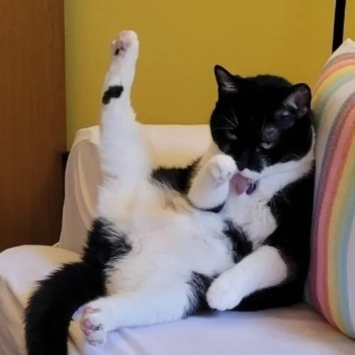 Ảnh chế mèo lè lưỡi nhìn kem lạnh cực yêu