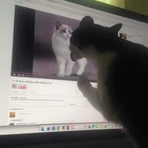 Ảnh hài mèo đen liếm màn hình rất bựa