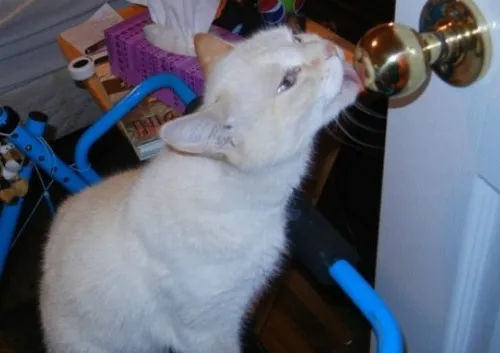 Ảnh vui mèo lè lưỡi tai cụp mặt ngộ nghĩnh