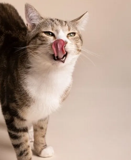 Ảnh troll mèo liếm mép caption “cho tui cắn miếng”