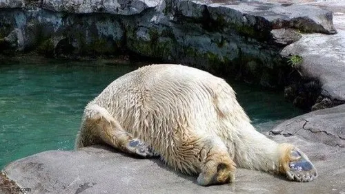 Ảnh meme mệt rã rời pha hài nhẹ siêu viral