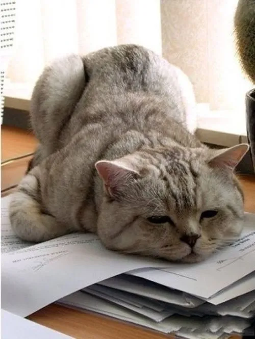 Meme chế stress dân văn phòng viral TikTok siêu hot