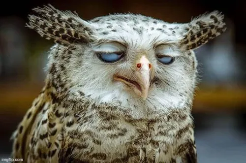 Meme hài “chỉ muốn ngủ” nói hộ lòng ai đó