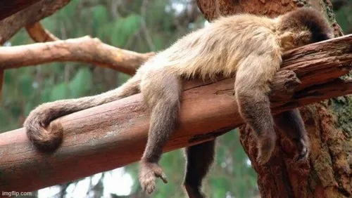 Meme chế cạn năng lượng sau một ngày dài lê thê