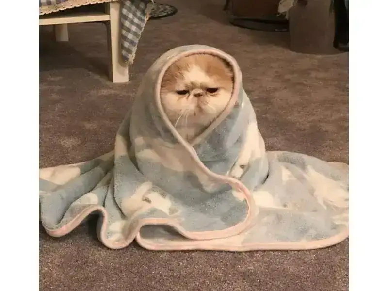 Meme hài mệt thể hiện áp lực vô hình dân trẻ