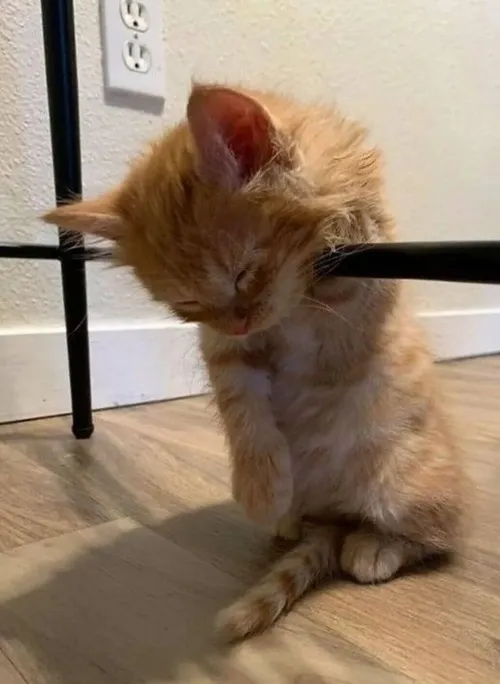 Hình meme mệt nhưng caption cực duyên đúng tâm trạng