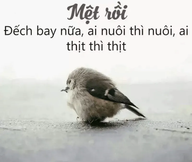 Ảnh troll biểu cảm đơ trong lớp học giờ kiểm tra