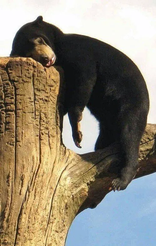 Meme mệt mỏi caption “hết pin rồi” viral TikTok