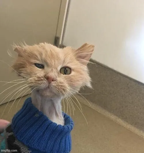 Meme hài “mệt mà vẫn đi làm” đúng chất Gen Z