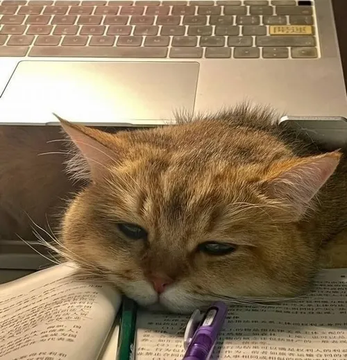 Hình chế meme vui “không gượng nổi”