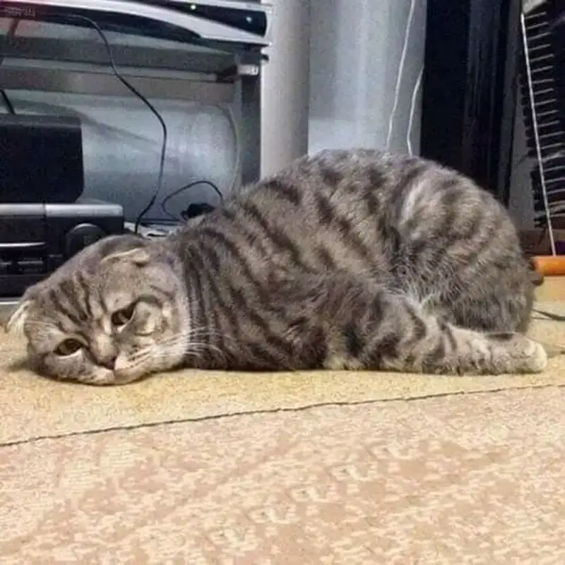 Meme hài burnout khiến ai cũng bật cười thấu hiểu