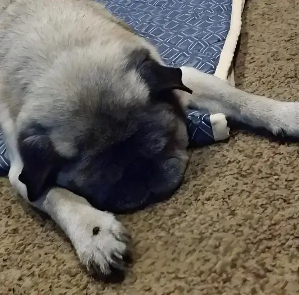 Meme vui biểu cảm đơ vì làm quá sức thật sự