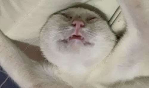 Meme hài mèo uể oải như zombie