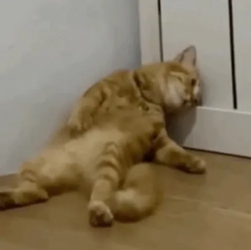 Hình troll mèo cạn năng lượng ngồi thẫn thờ nhìn đời