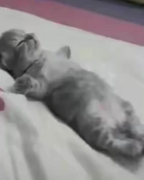 Meme mèo mệt mỏi nhìn mặt ngơ ngác dễ thương