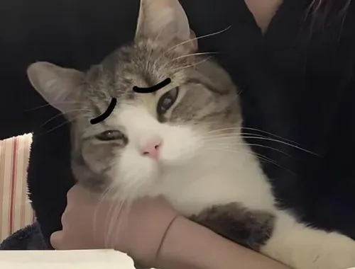 Meme mèo mệt mỏi khi sáng sớm bị gọi dậy