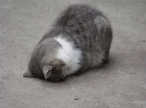 Meme chế cạn năng lượng nhưng vẫn phải gắng