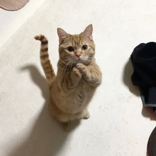 14 Meme năn nỉ đầy ngây thơ, pha chút sợ bị bỏ rơi.