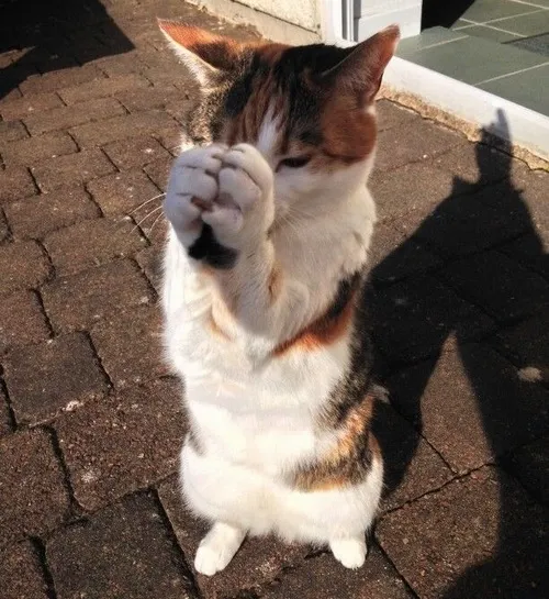 12 Meme hài mèo cầu mong van xin