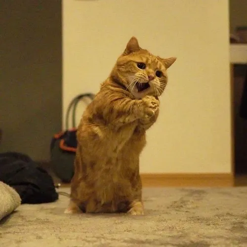 9 Ảnh chế mèo cam van xin thể hiện gương mặt tội nghiệp đến buồn cười