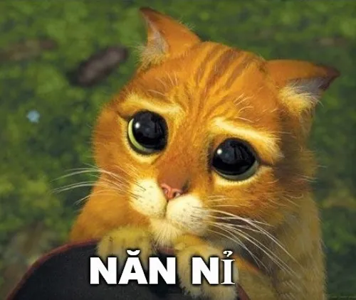8 Meme mèo hài ánh mắt rụt rè kèm lời “em xin lỗi mà”.