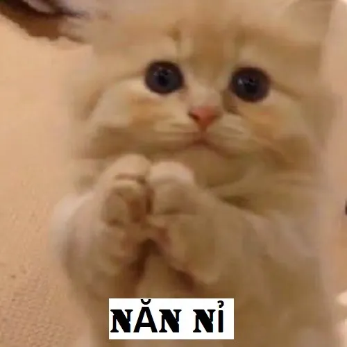 2 Meme mèo năn nỉ: vừa đáng thương vừa buồn cười đến khó đỡ