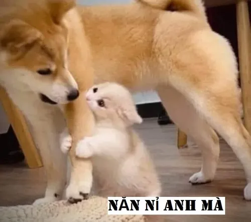 22 Ảnh troll nét mặt ngượng ngùng pha chút sợ bị từ chối.