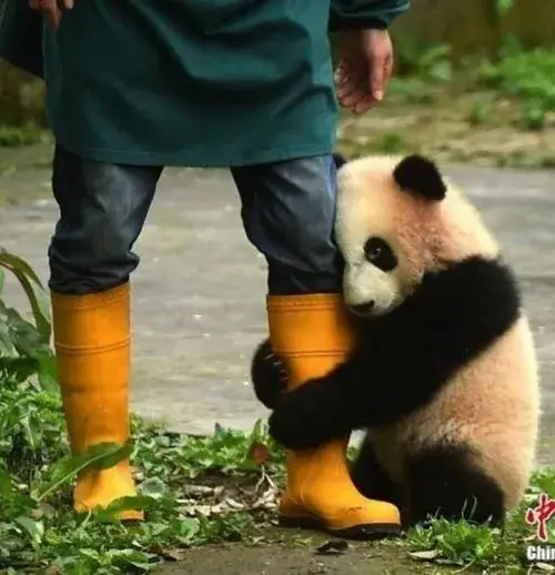 Hình troll nét mặt gượng gạo, môi mím lại chờ phản ứng người kia. Hình troll nét mặt gượng gạo, môi mím lại chờ phản ứng người kia.