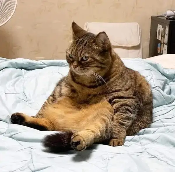 Ảnh chế khuôn mặt lưỡng lự khiến ai cũng bật cười