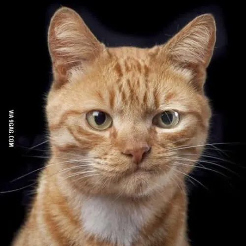 Hình troll mèo nhếch mép mắt liếc nghi ngờ vui